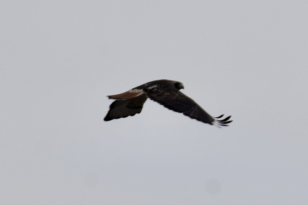 Red-tailed Hawk (abieticola) - ML646488099