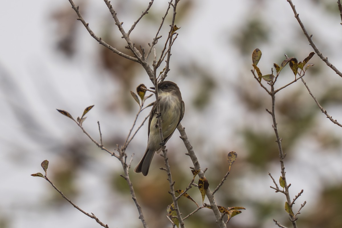 Eastern Phoebe - ML646488100