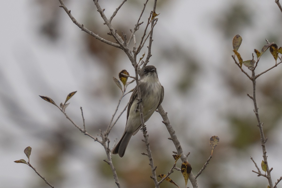Eastern Phoebe - ML646488101