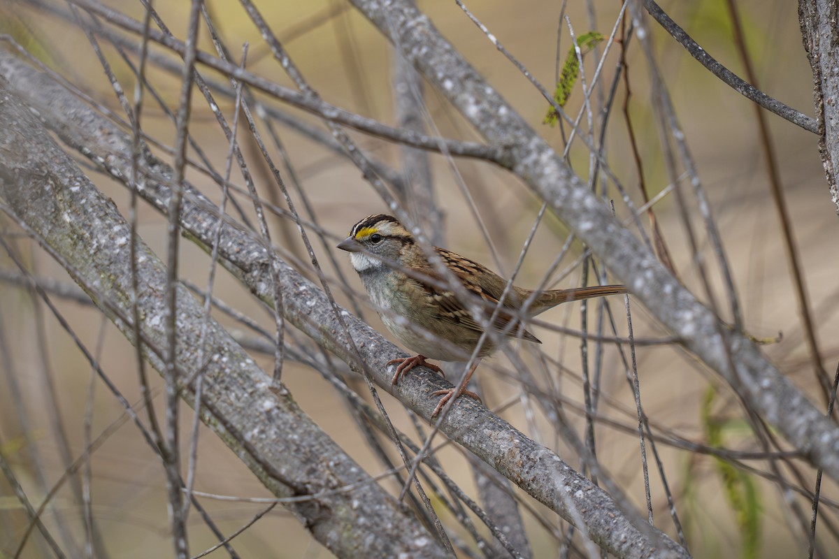 White-throated Sparrow - ML646488107