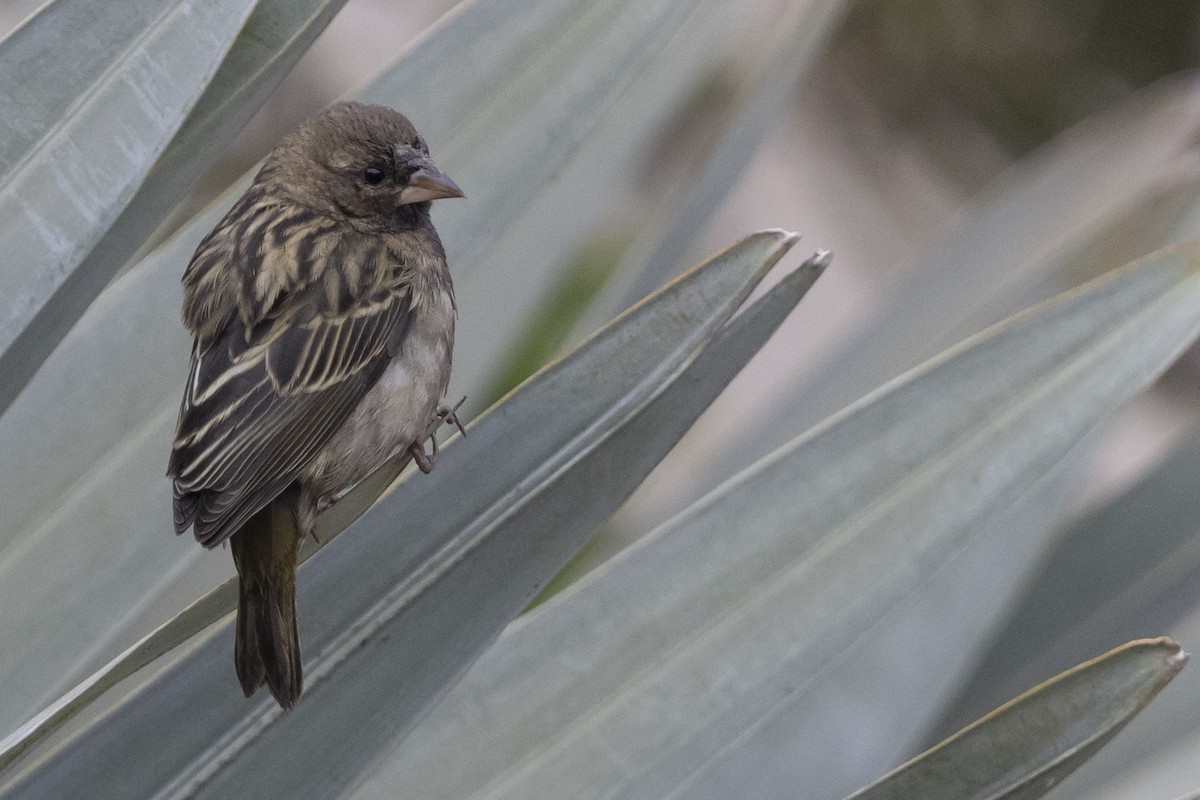 Red Fody - ML646488108