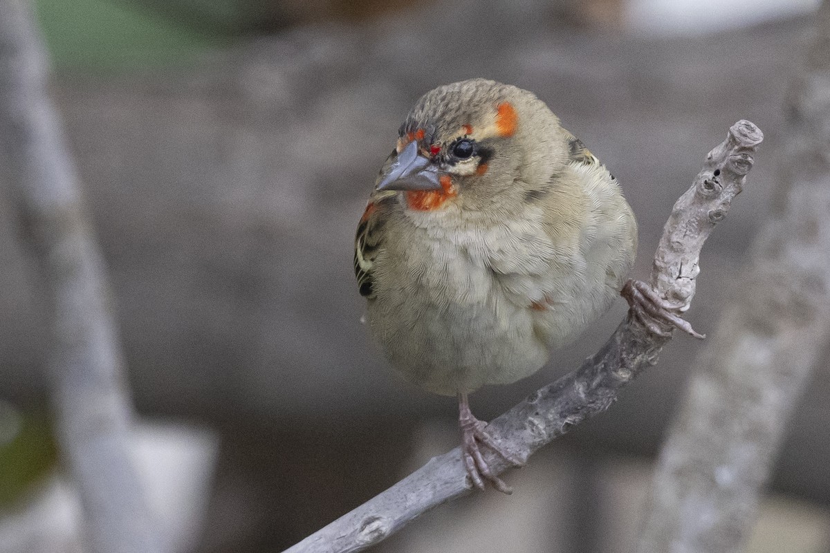 Red Fody - ML646488110