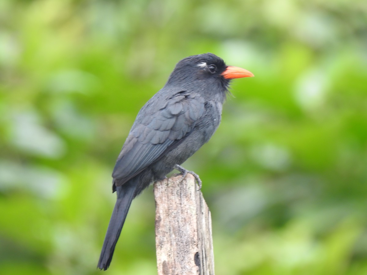 Black-fronted Nunbird - ML646488111