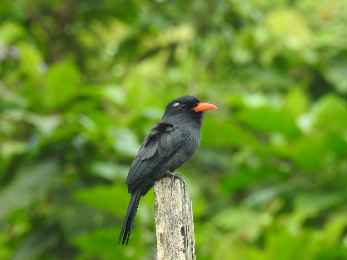Black-fronted Nunbird - ML646488112