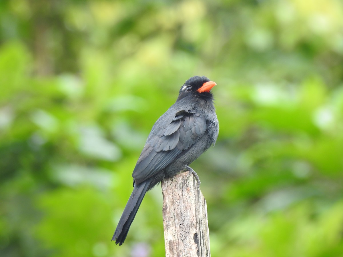 Black-fronted Nunbird - ML646488113