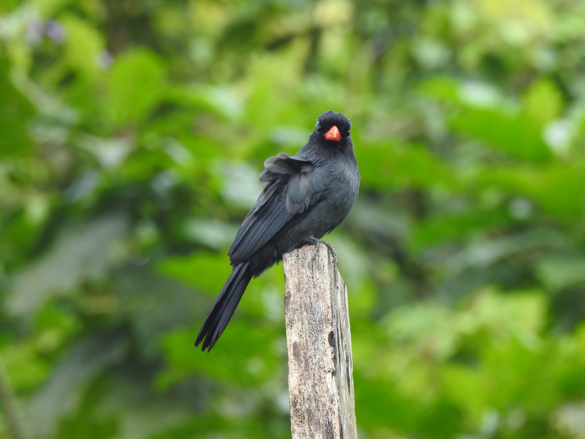 Black-fronted Nunbird - ML646488115