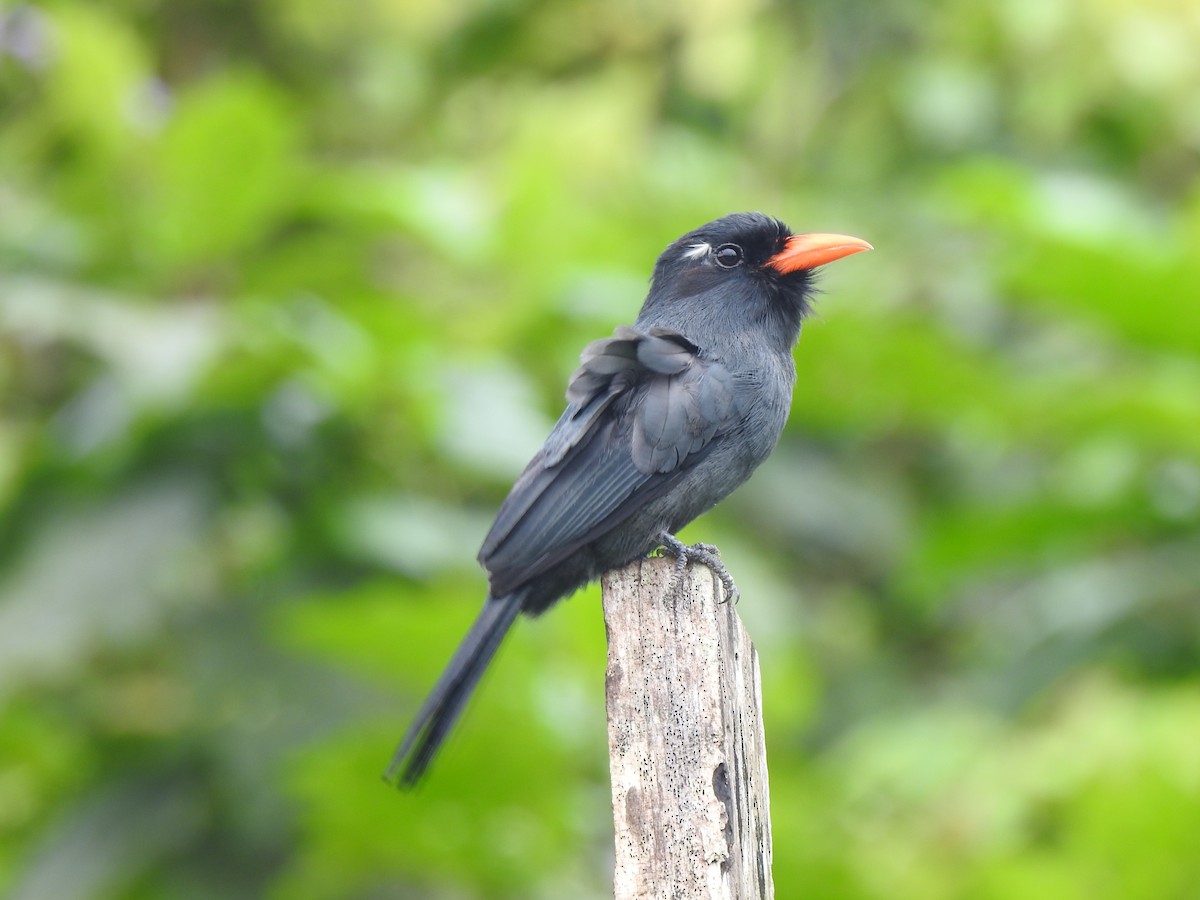 Black-fronted Nunbird - ML646488118