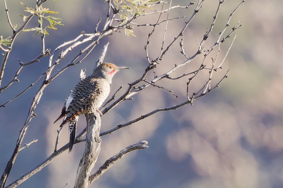 datel zlatý [skupina cafer] - ML646488119