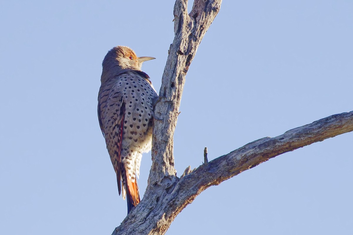 datel zlatý [skupina cafer] - ML646488120