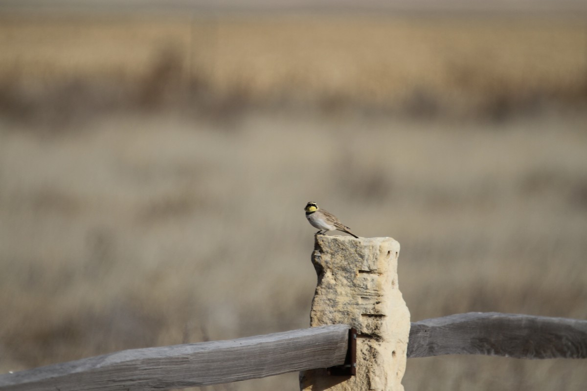 Hegatxabal adarduna - ML646488122