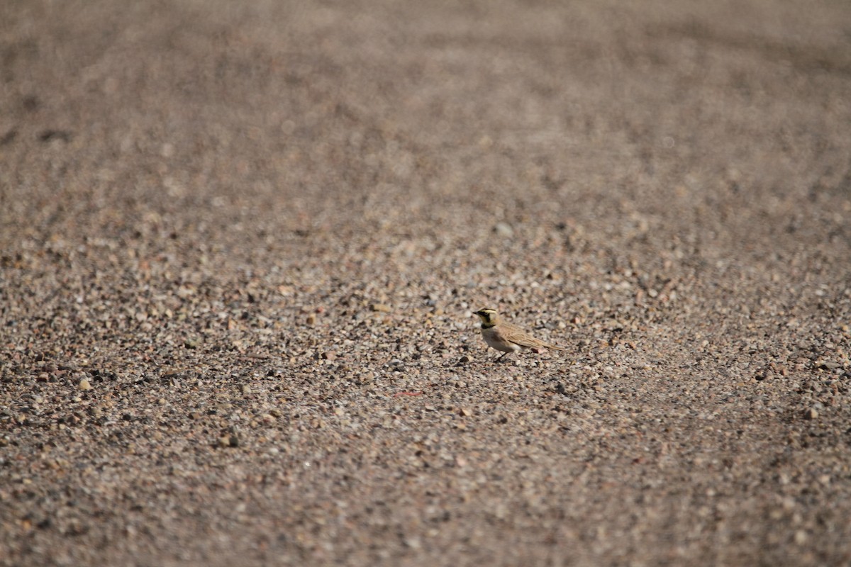 Hegatxabal adarduna - ML646488124