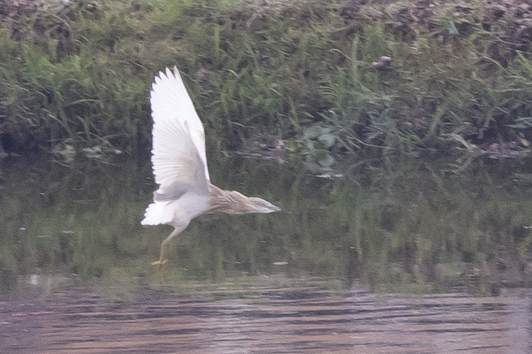 Garcilla Cangrejera - ML646488126