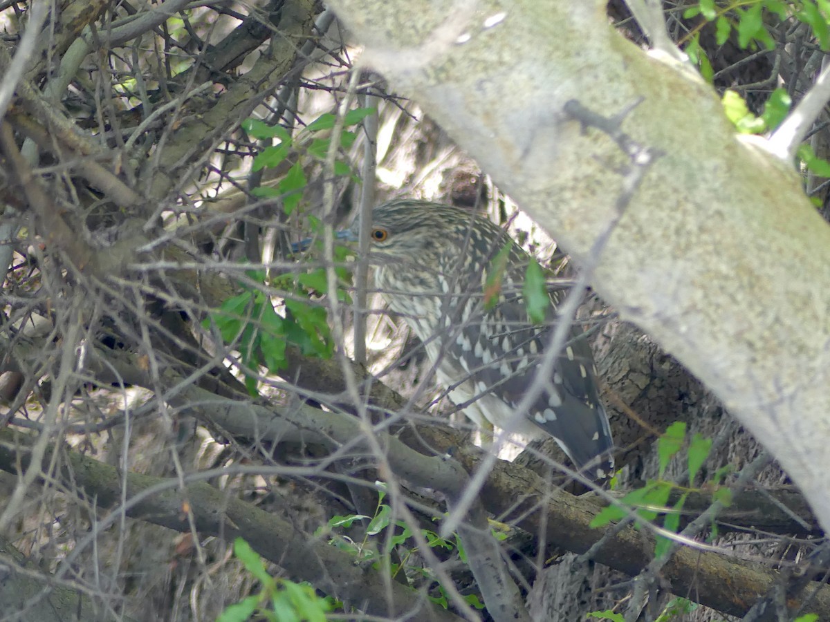 White-backed Night Heron - ML646488128