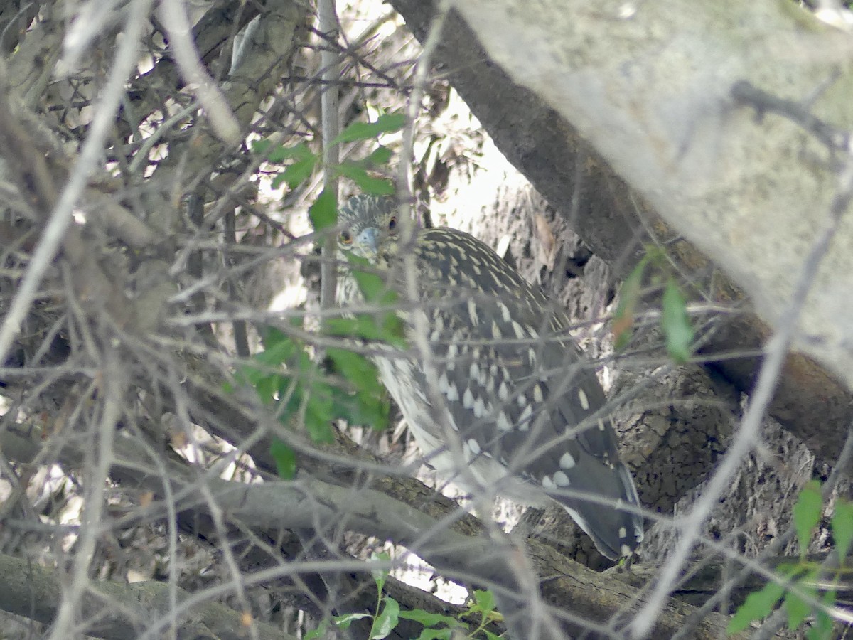 Amiltxori arrunta - ML646488129