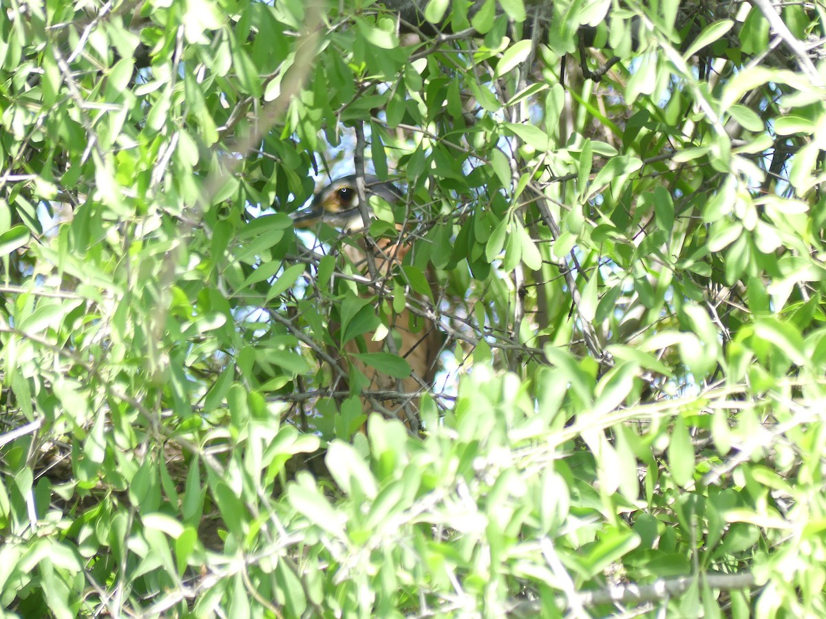 White-backed Night Heron - ML646488130