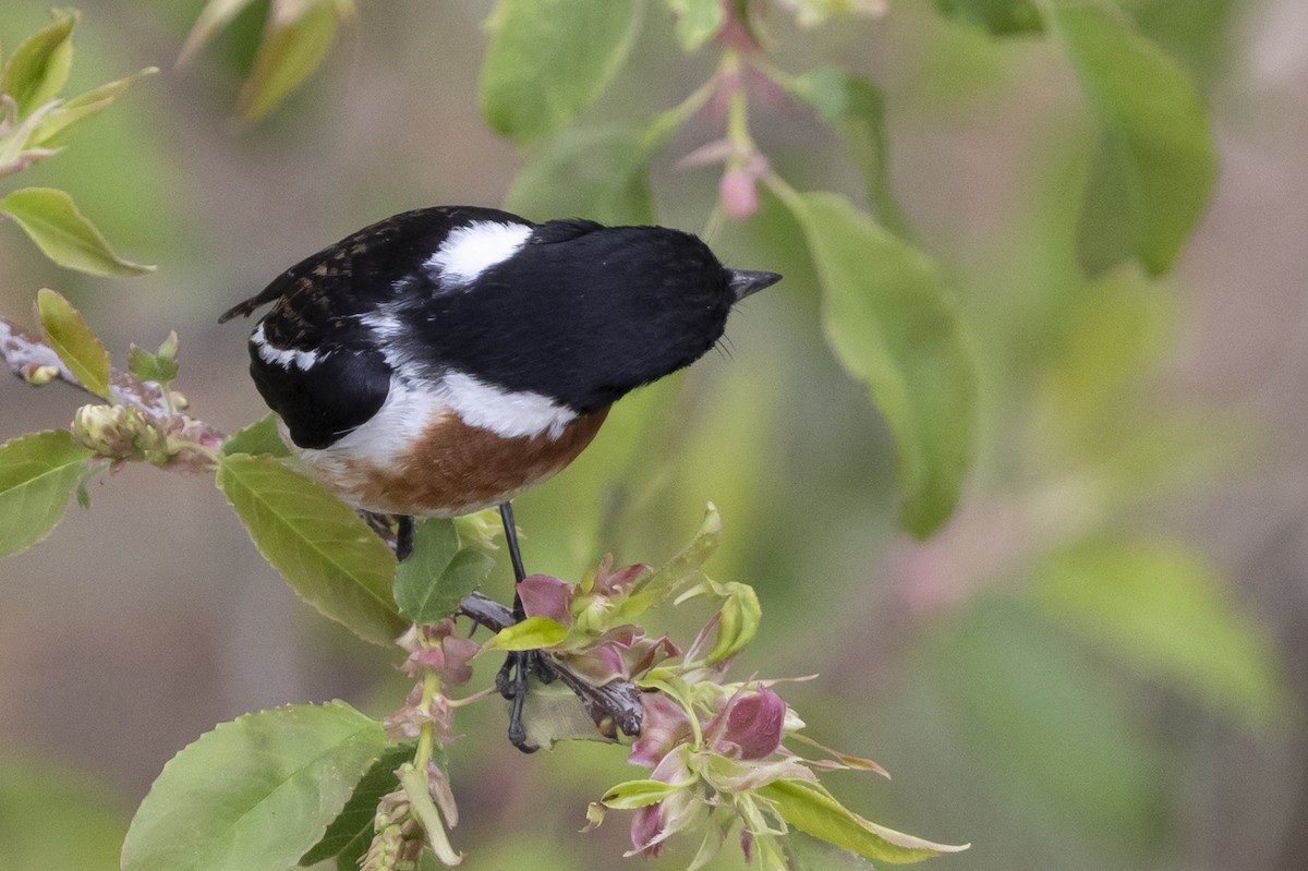 African Stonechat (Madagascar) - ML646488131