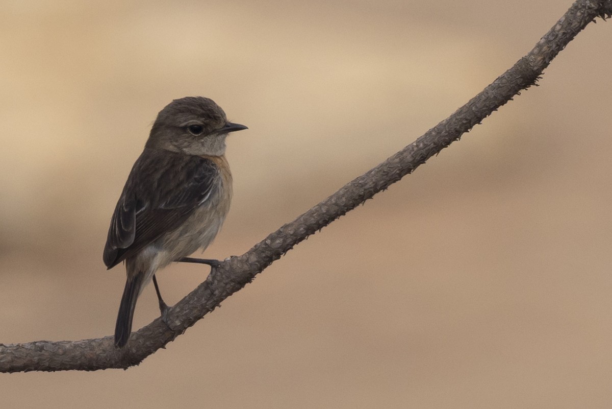 African Stonechat (Madagascar) - ML646488133