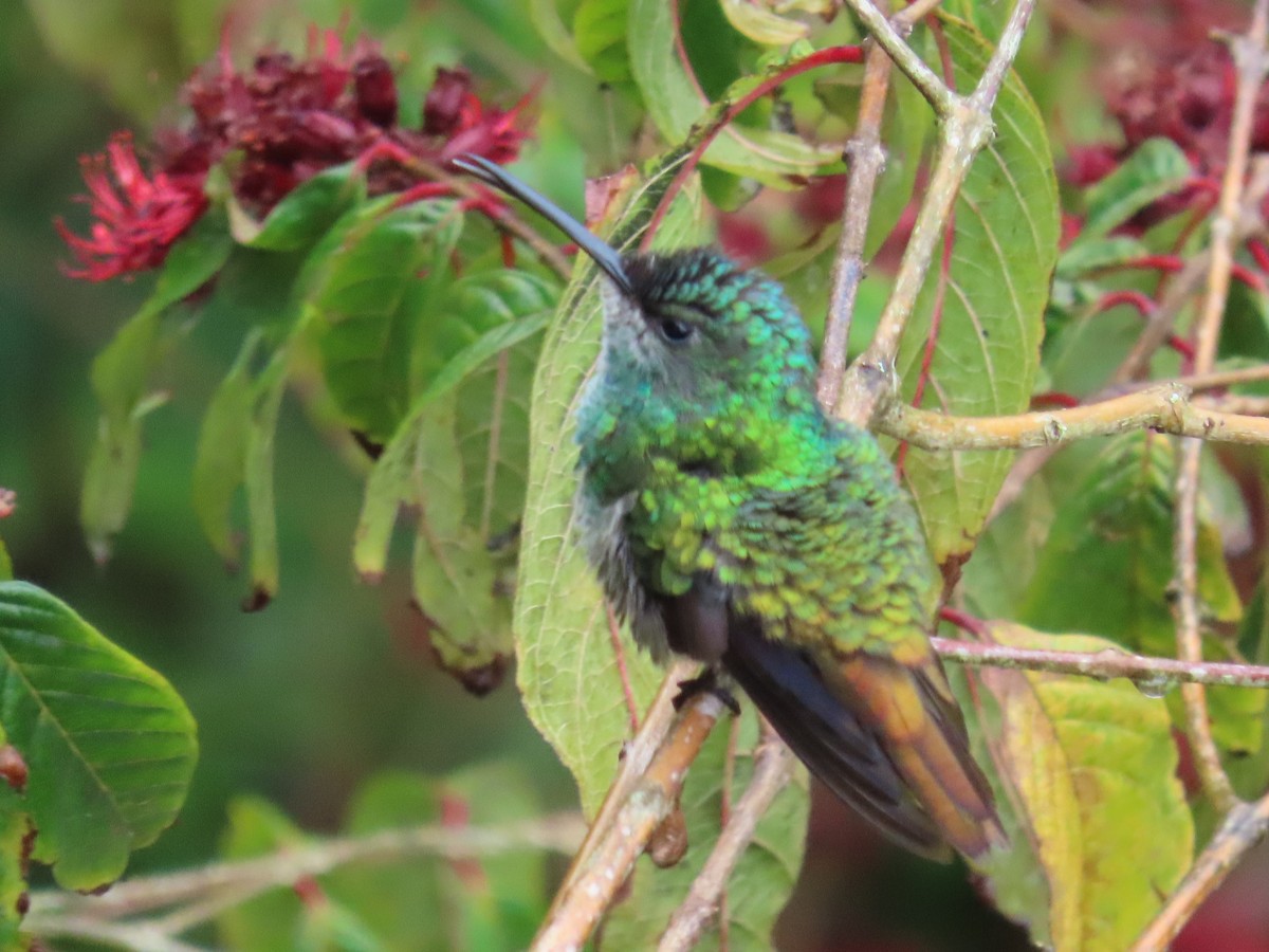 Golden-tailed Sapphire - ML646488134