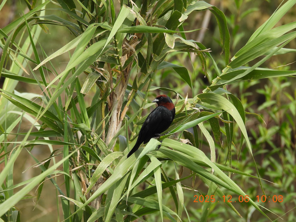 Chestnut-capped Blackbird - ML646488137