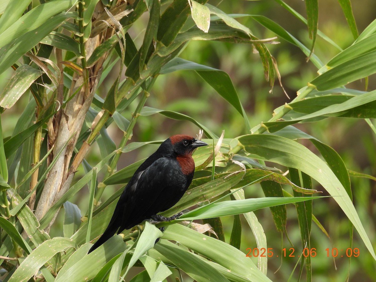 Chestnut-capped Blackbird - ML646488138