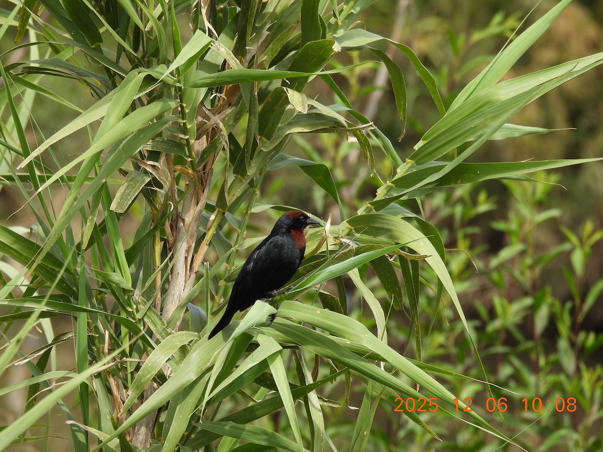 Chestnut-capped Blackbird - ML646488139