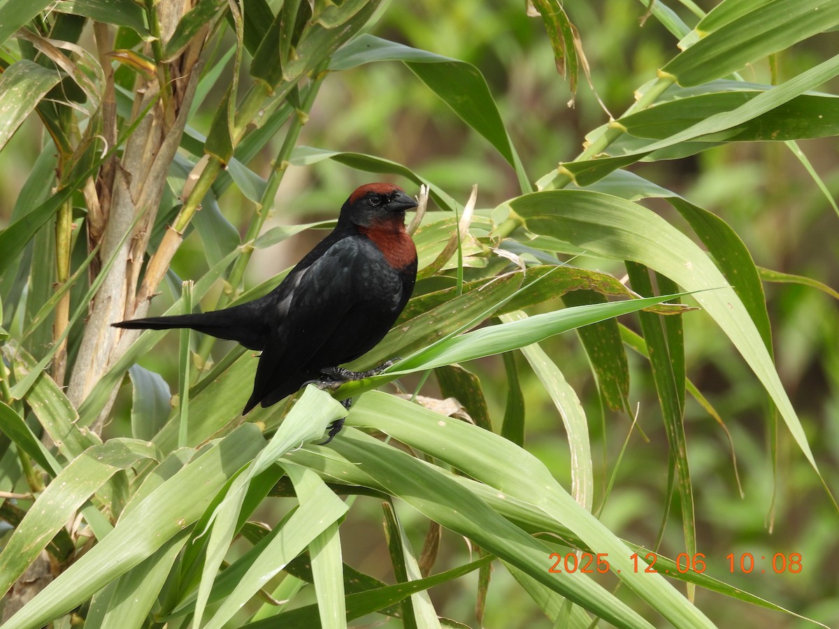 Chestnut-capped Blackbird - ML646488140