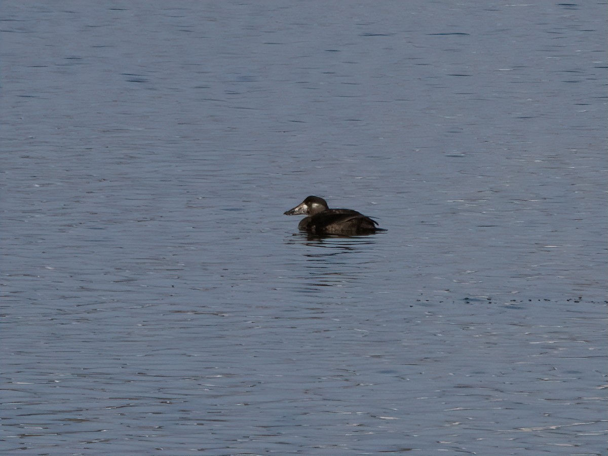 Surf Scoter - ML646488141