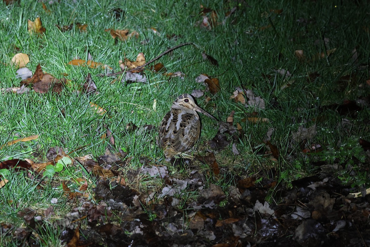 Wilson istingorra - ML646488145