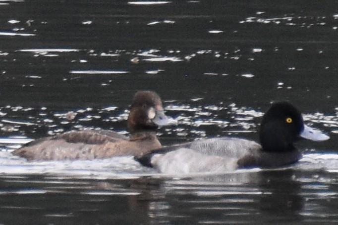 Murgilari txikia - ML646488146