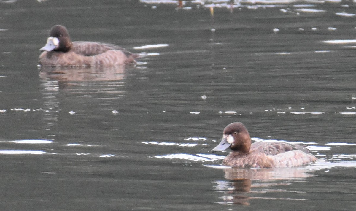 Murgilari txikia - ML646488147