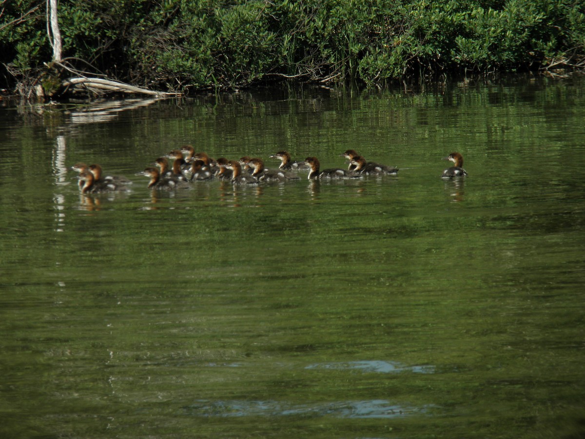 Zerra handia - ML646488148