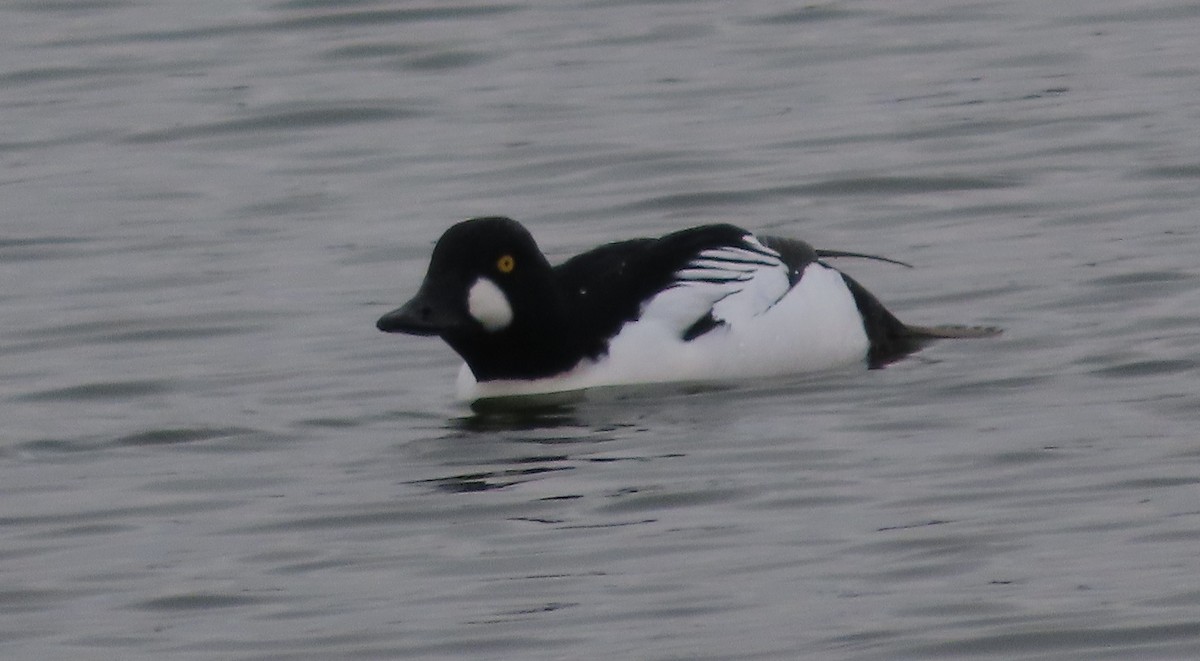 Murgilari urrebegia - ML646488151