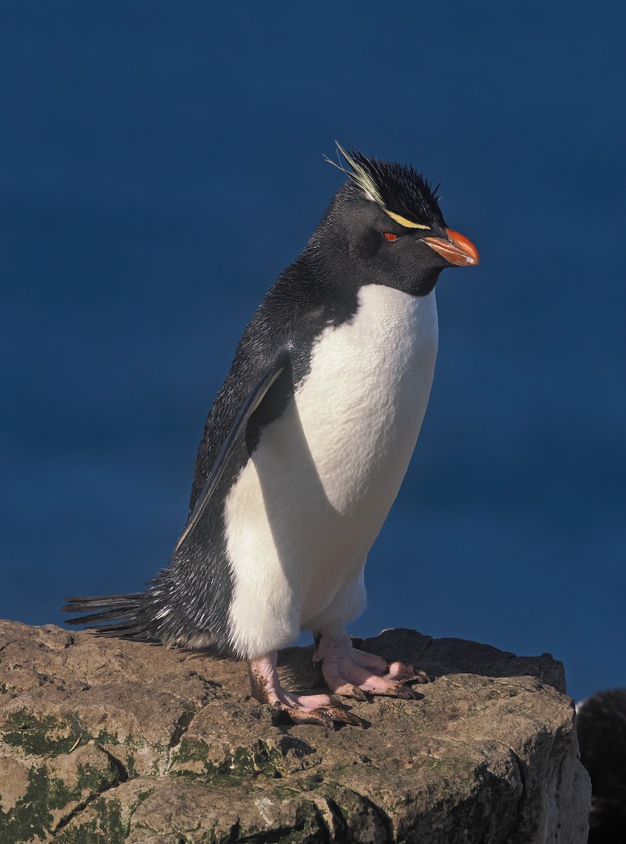 Western Rockhopper Penguin - ML646488154
