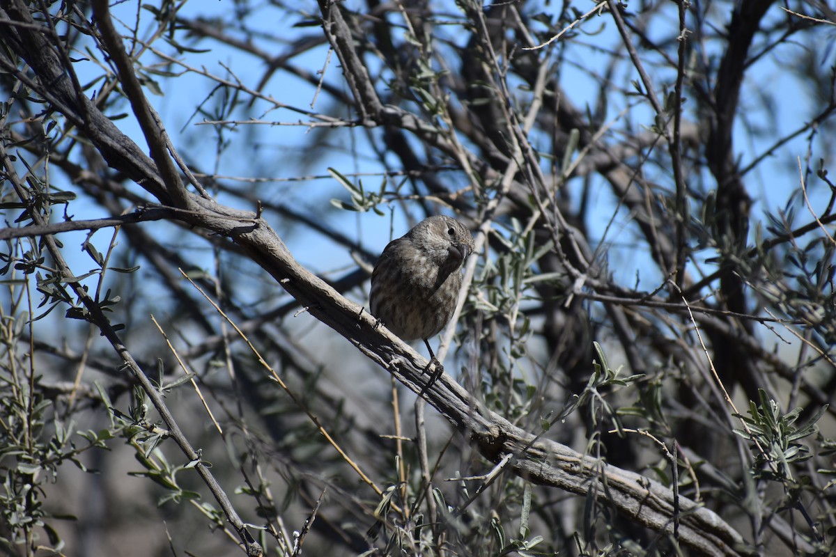 House Finch - ML646488156