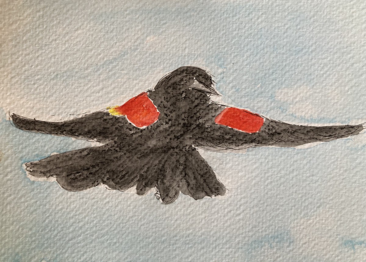 Red-winged Blackbird - ML646488157