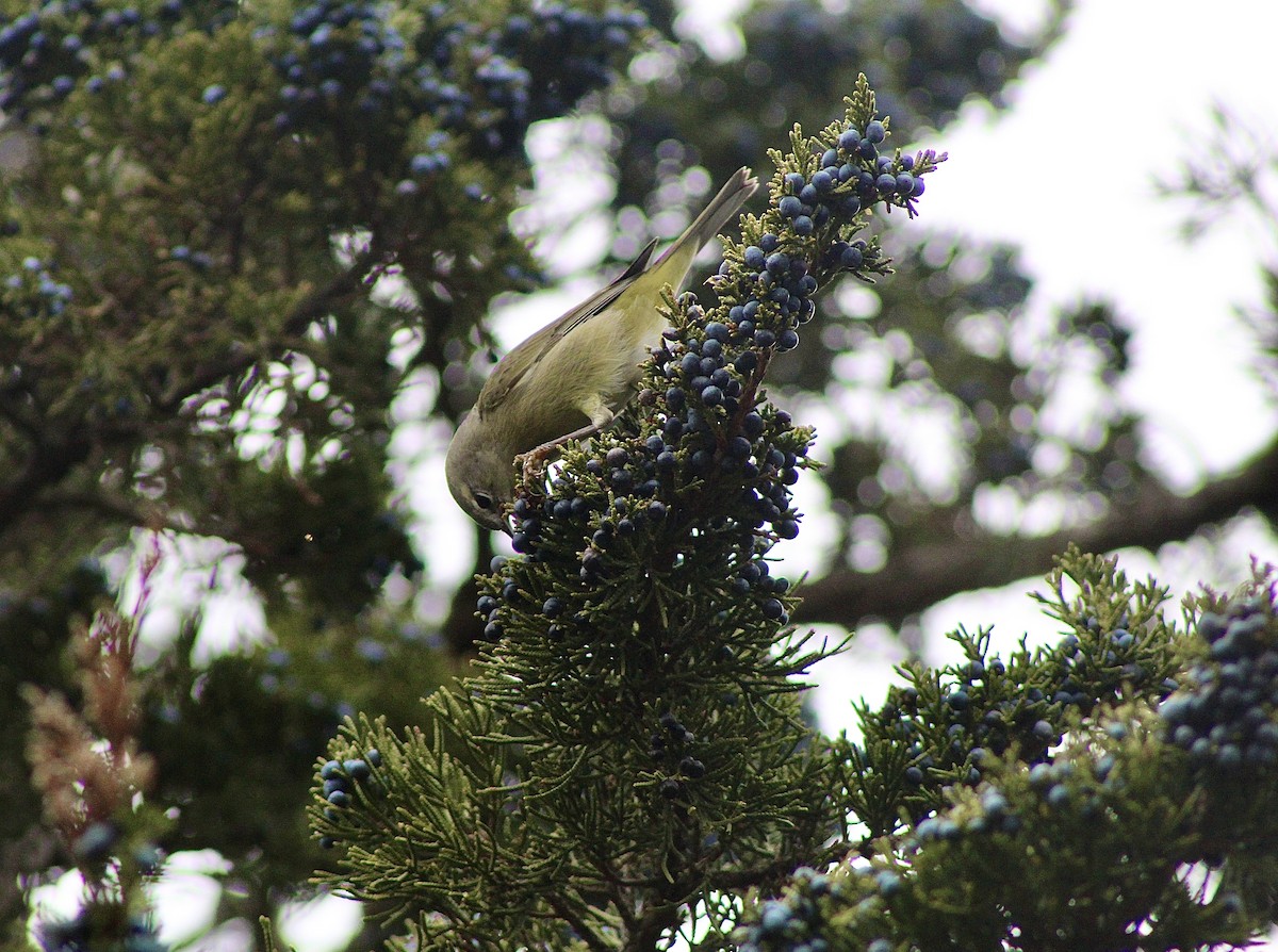 Orange-crowned Warbler - ML646488159