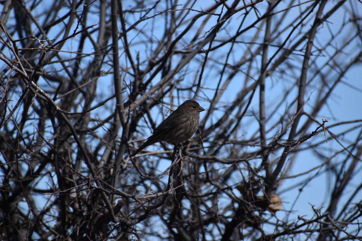 House Finch - ML646488162