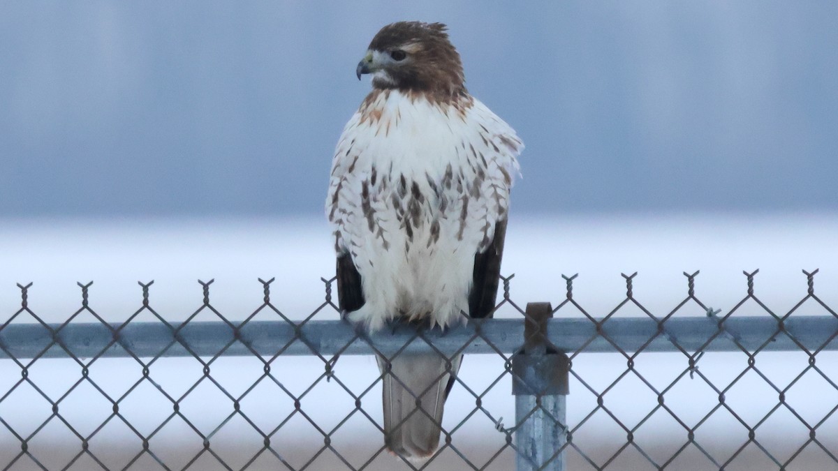 Red-tailed Hawk - ML646488163