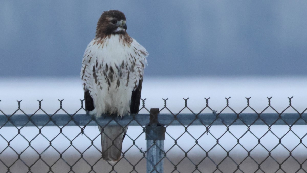 Red-tailed Hawk - ML646488164