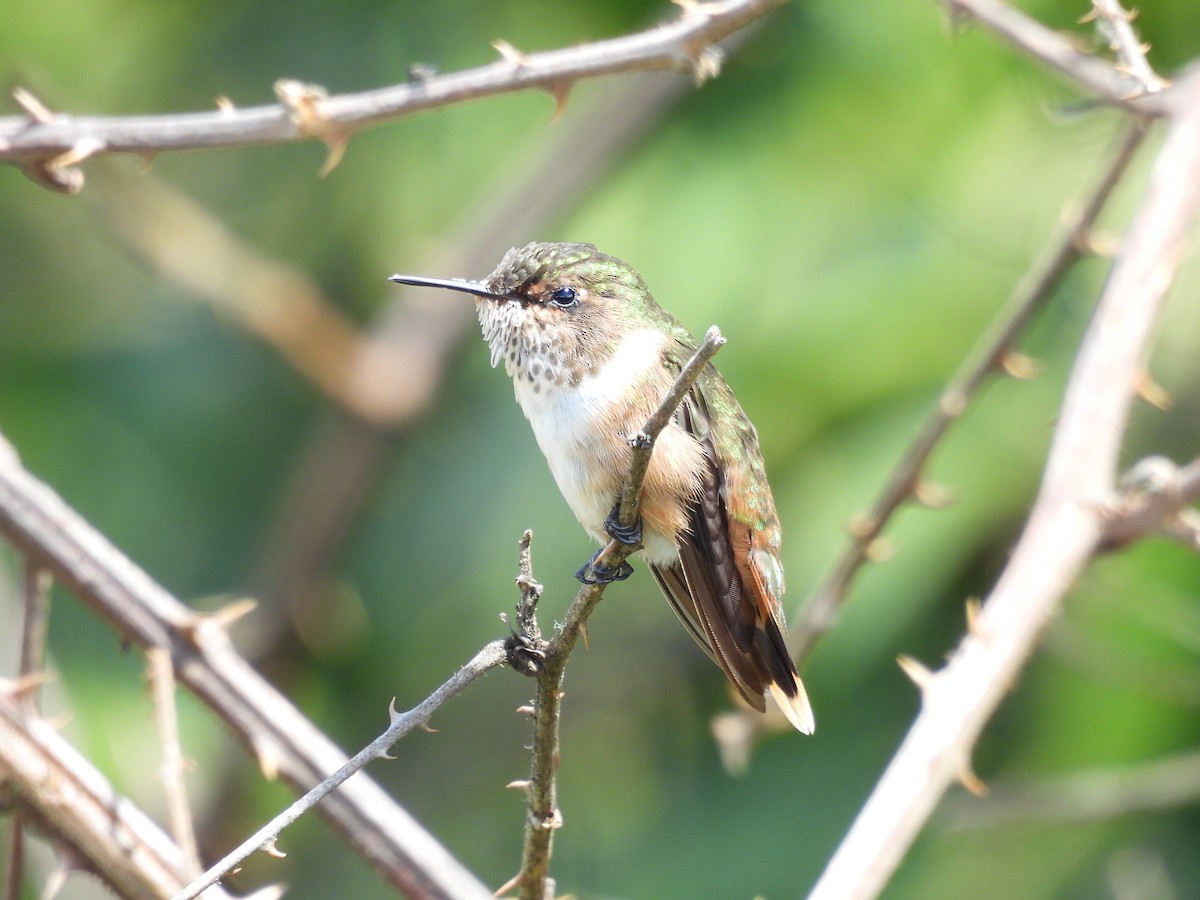 Volcano Hummingbird - ML646488166
