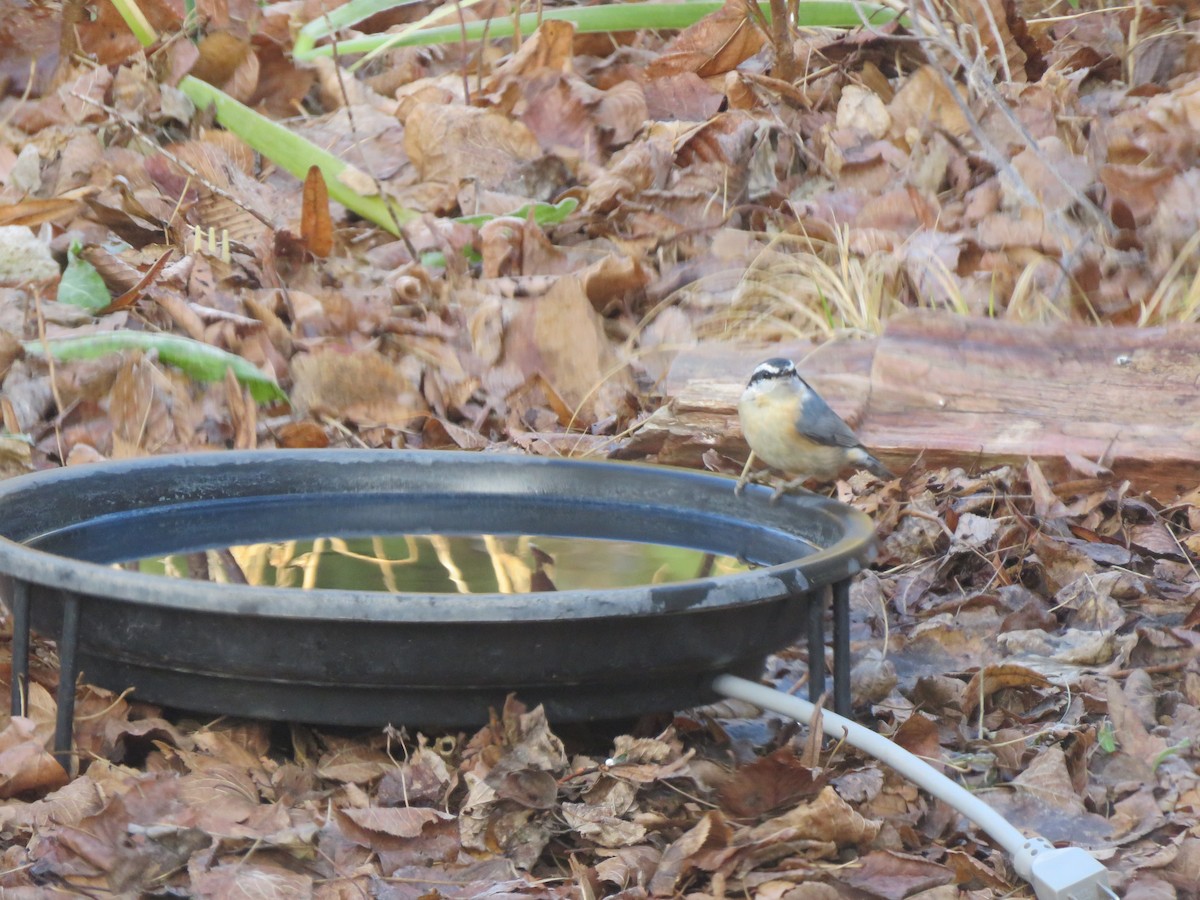 brhlík americký - ML646488168