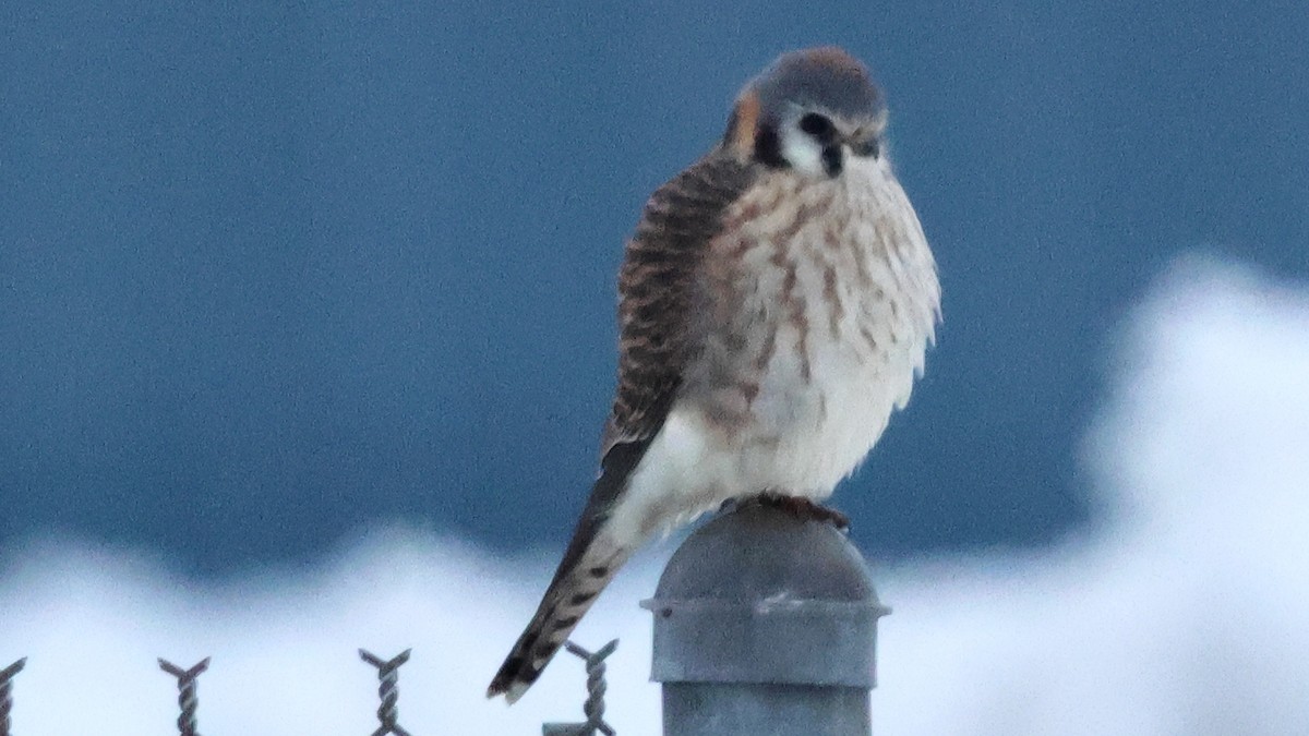 American Kestrel - ML646488169