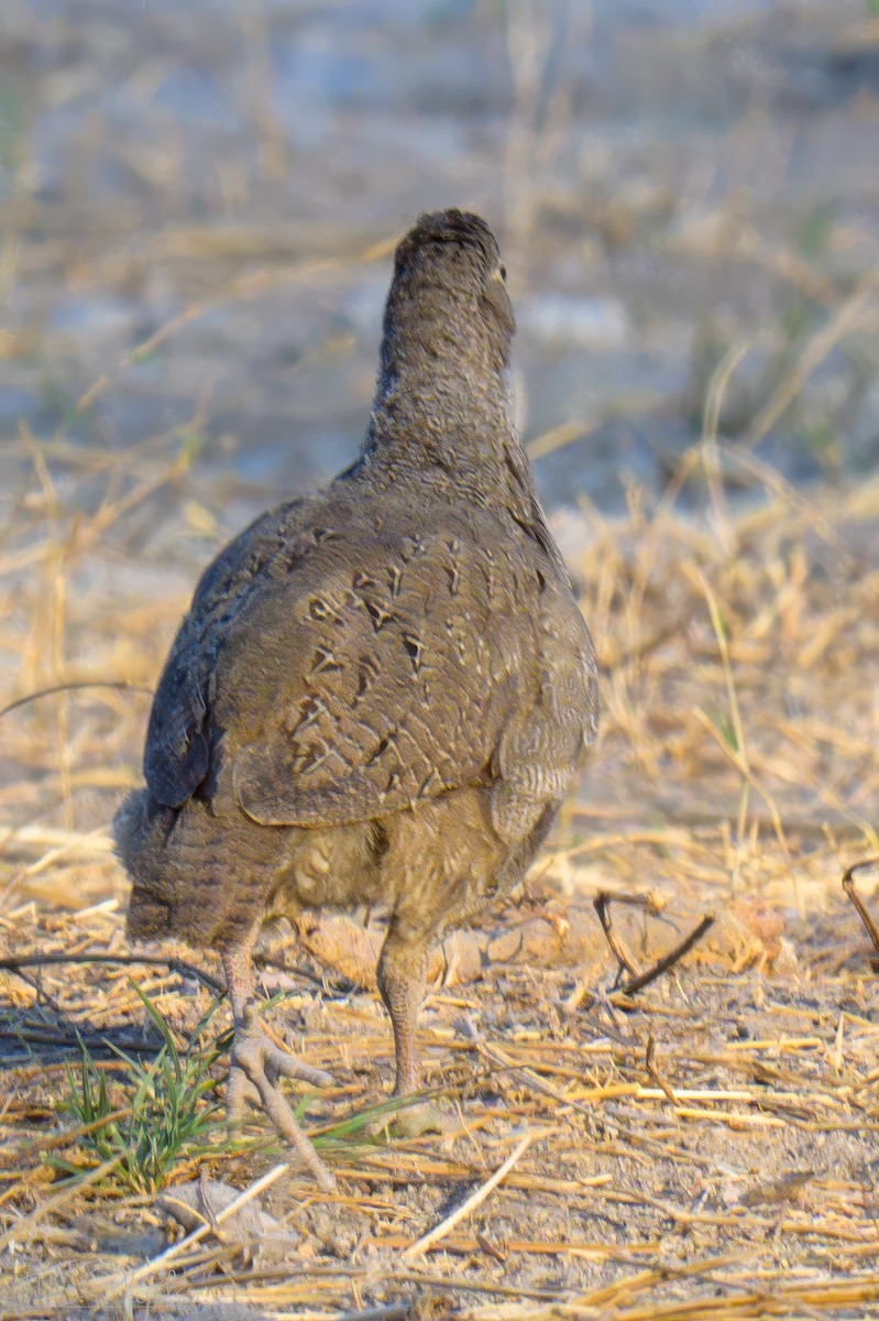 サザナミシャコ - ML646488176