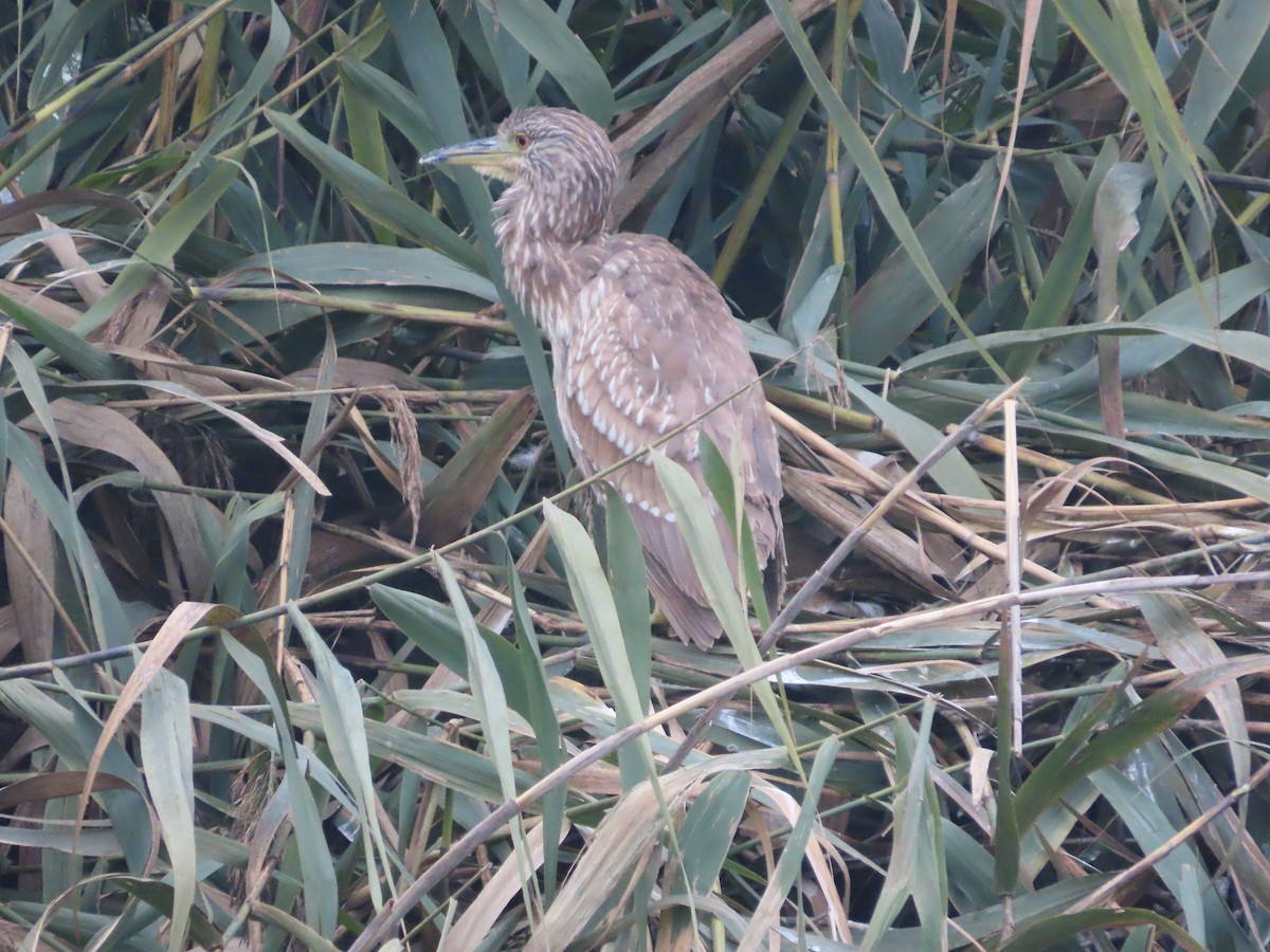 Black-crowned Night Heron - ML646488179