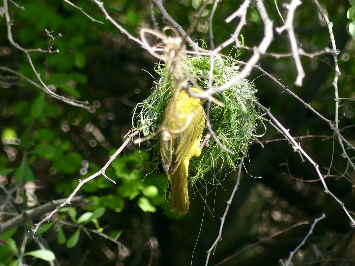 Holub's Golden-Weaver - ML646488180