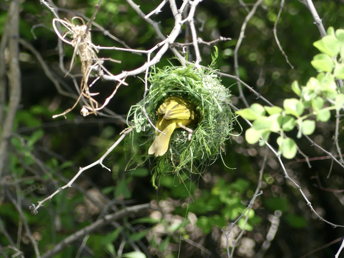 Holub's Golden-Weaver - ML646488181