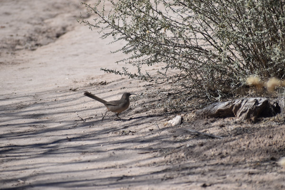 Crissal Thrasher - ML646488184