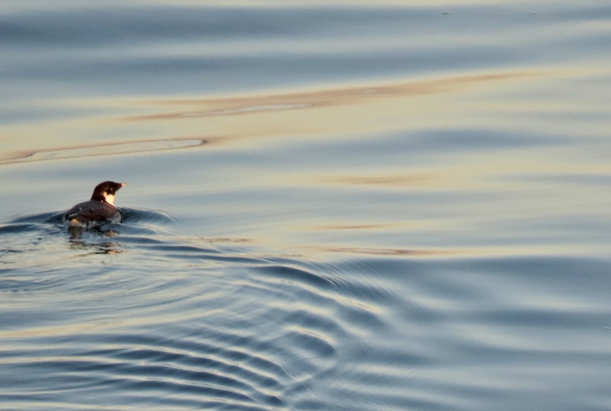 Ancient Murrelet - ML646488189