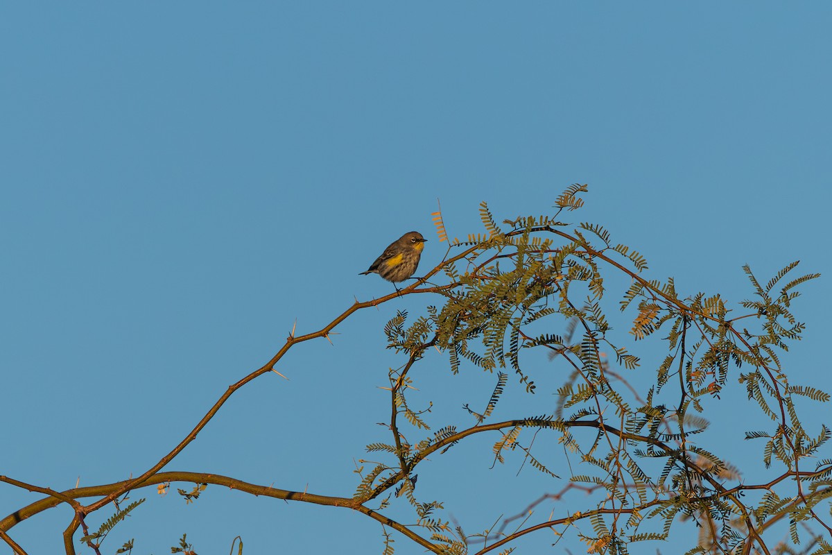 Yellow-rumped Warbler - ML646488194