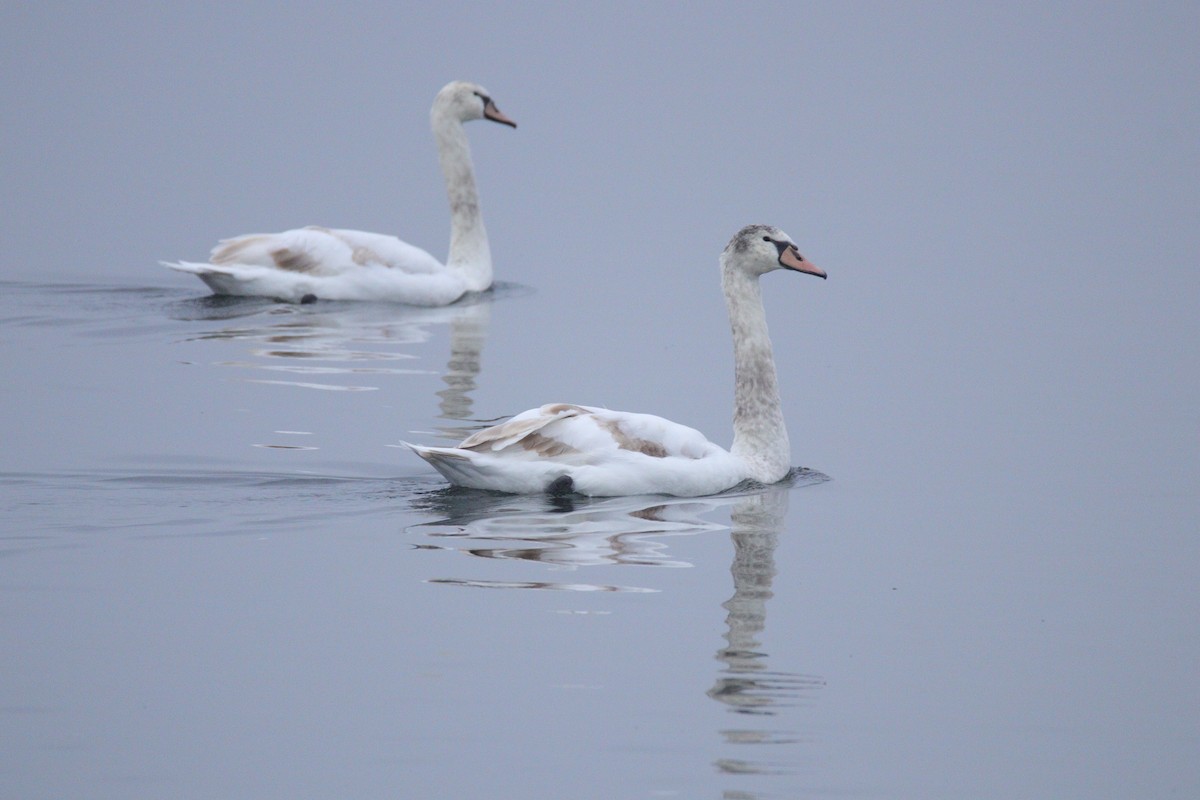 Лебідь-шипун - ML646488202